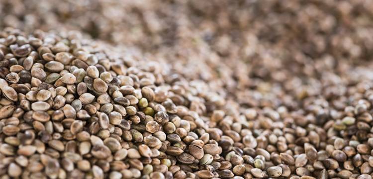 Семена конопли полезные свойства | PsyLab Seeds 🌿
