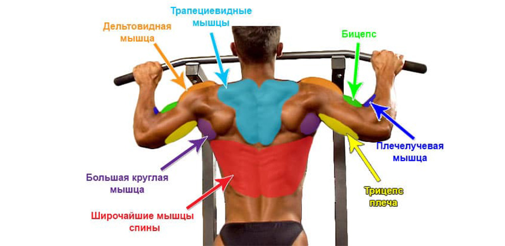 задействование мышц спины